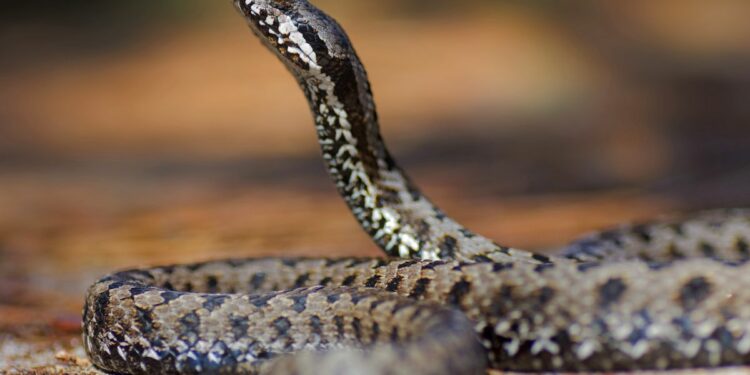 Comment le serpent fait l'amour ?