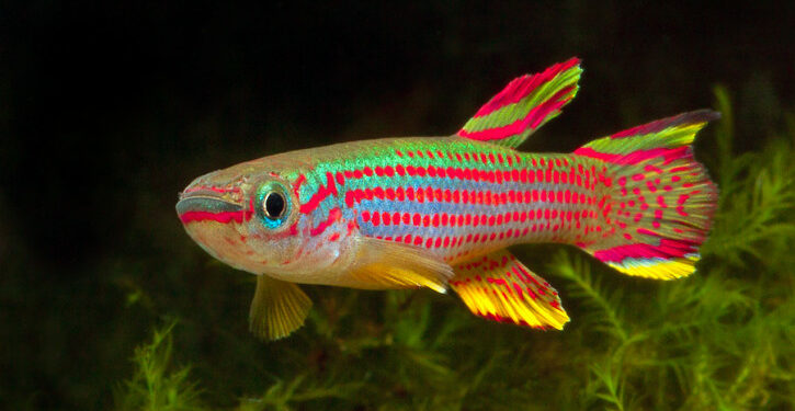 Comment les Killies se reproduisent ?