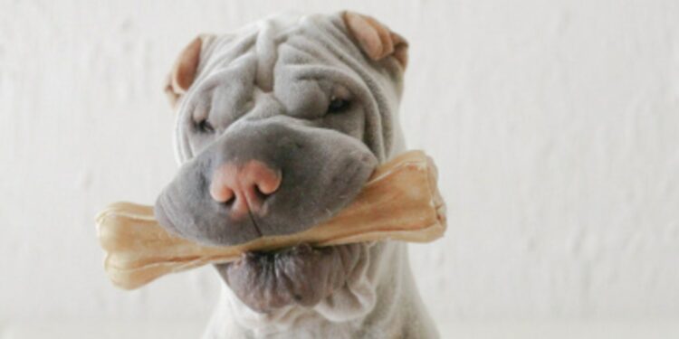 Comment les chiens digèrent les os ?