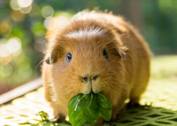 Comment les cochons d'Inde nous voit ?