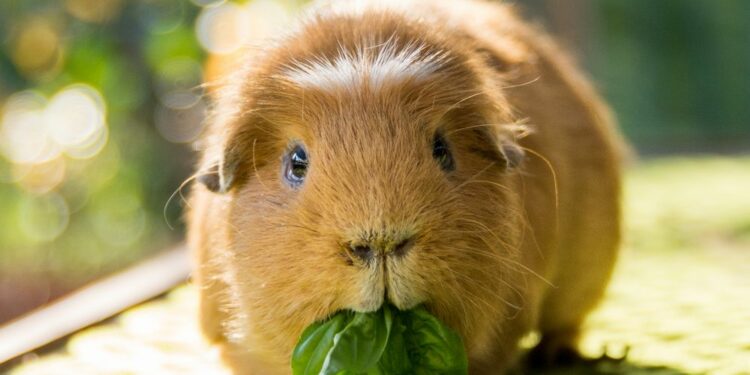 Comment les cochons d'Inde nous voit ?