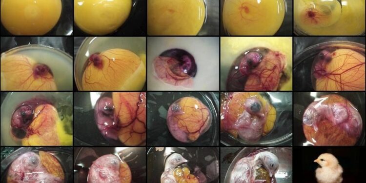 Comment les coq fécondé les poules ?