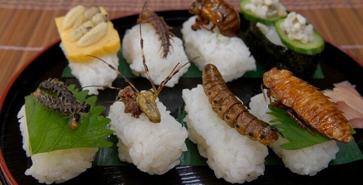 Comment les insectes boivent ?