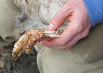 Comment les oiseaux attrapent la gale ?