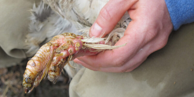 Comment les oiseaux attrapent la gale ?