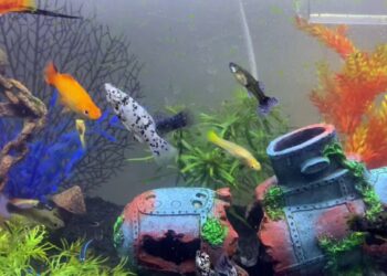 Comment les poissons accouche ?