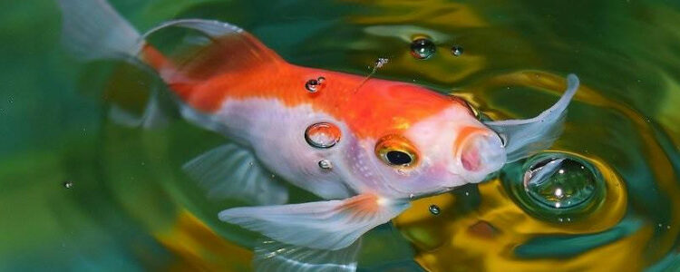 Comment les poissons font l'amour ?