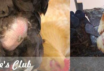 Comment les poules attrapent la gale ?