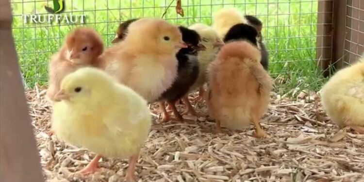 Comment les poussins dorment ?