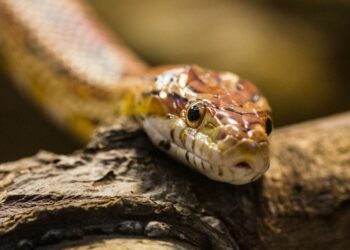 Comment les serpents entendent ?