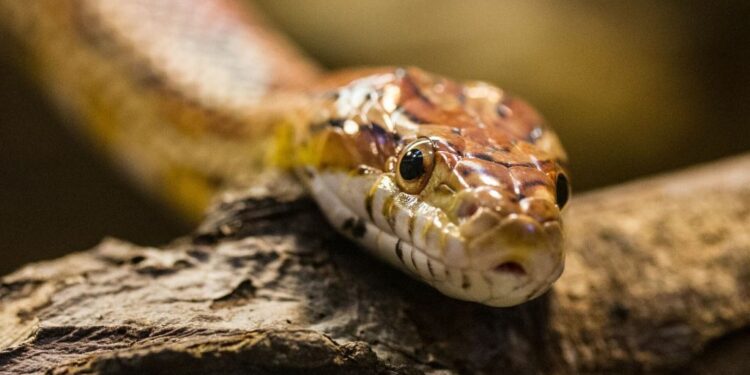 Comment les serpents entendent ?