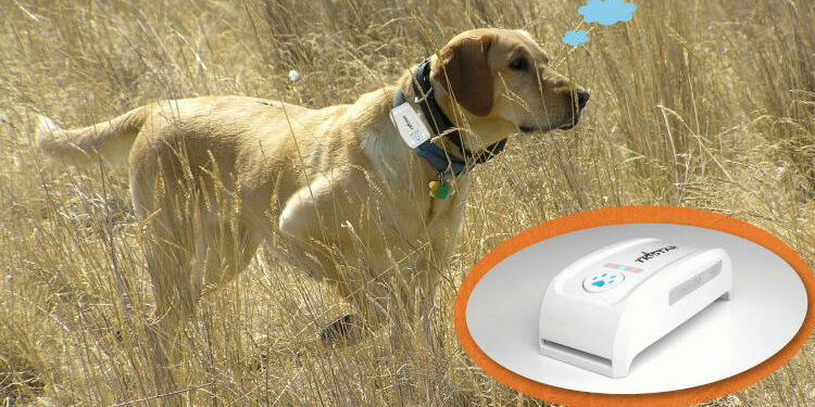 Comment localiser un animal ?