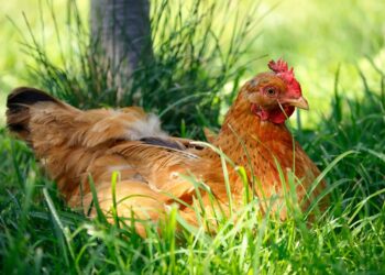 Comment lutter contre la chaleur chez les poules pondeuses ?