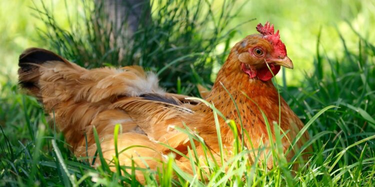 Comment lutter contre la chaleur chez les poules pondeuses ?