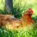 Comment lutter contre la chaleur chez les poules pondeuses ?