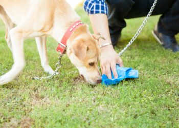 Comment lutter contre la coprophagie ?