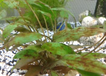 Comment lutter contre les algues ?