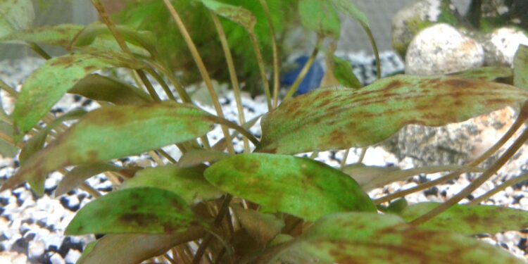 Comment lutter contre les algues ?