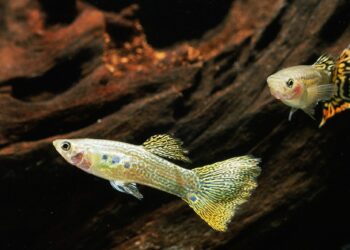 Comment lutter contre une eau dure ?