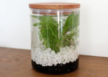 Comment maintenir un taux d'humidité dans un terrarium ?