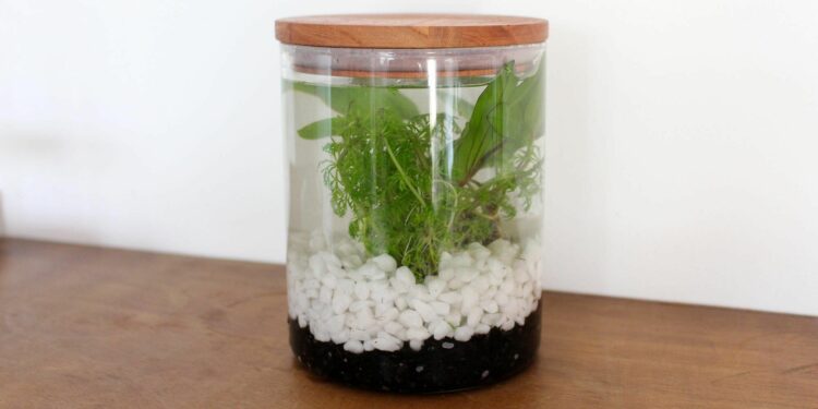 Comment maintenir un taux d'humidité dans un terrarium ?