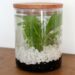 Comment maintenir un taux d'humidité dans un terrarium ?