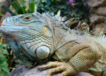 Comment manipuler un iguane ?