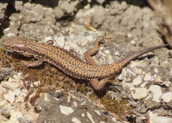 Comment manipuler un lézard ?