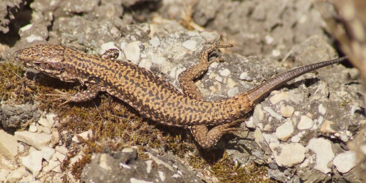 Comment manipuler un lézard ?