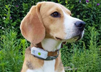 Comment marche un traceur GPS pour chien ?