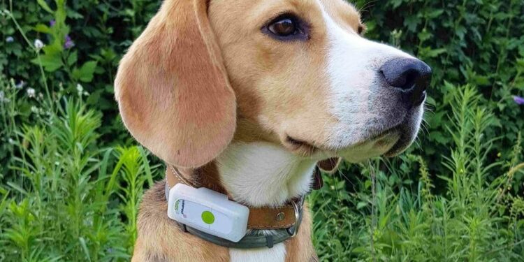 Comment marche un traceur GPS pour chien ?