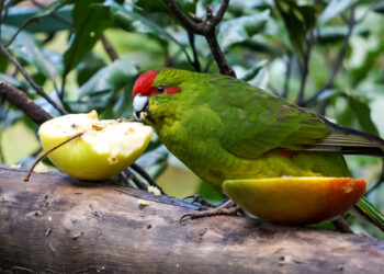 Comment mettre deux perruches ensemble ?