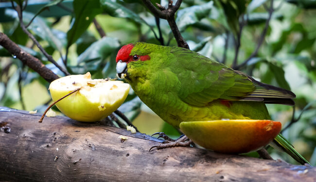 Comment mettre deux perruches ensemble ?