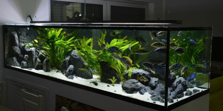 Comment mettre en valeur un aquarium ?