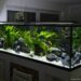 Comment mettre en valeur un aquarium ?