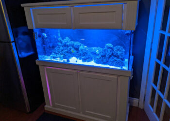 Comment mettre sel dans aquarium ?