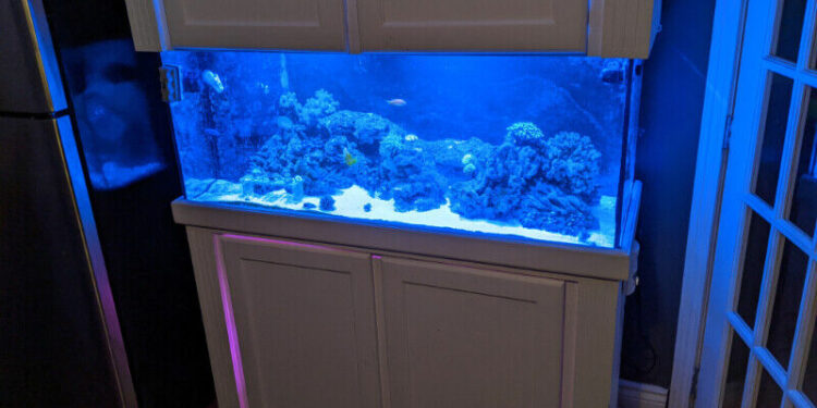 Comment mettre sel dans aquarium ?