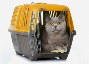 Comment mettre un chat agressif dans une caisse de transport ?