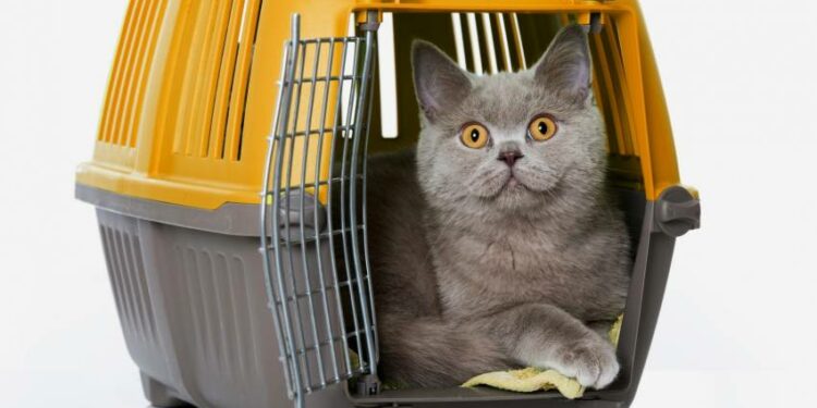 Comment mettre un chat agressif en cage ?