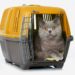 Comment mettre un chat agressif en cage ?
