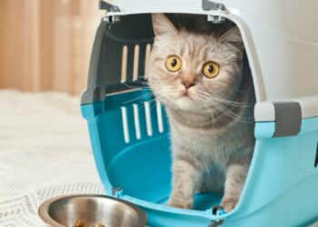 Comment mettre un chat agressif en cage ?