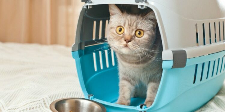 Comment mettre un chat agressif en cage ?