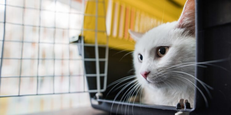 Comment mettre un chat craintif dans une cage ?