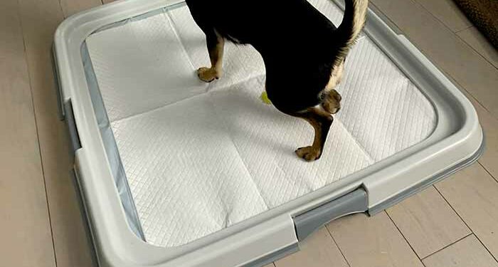 Comment mettre un chiot propre sur un Pipipad ?