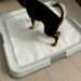 Comment mettre un chiot propre sur un Pipipad ?
