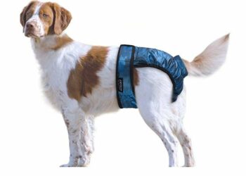 Comment mettre une couche à un chien mâle ?