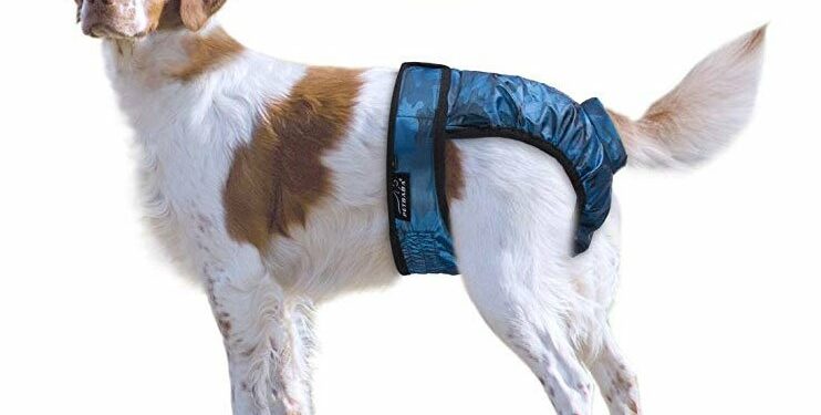 Comment mettre une couche à un chien mâle ?