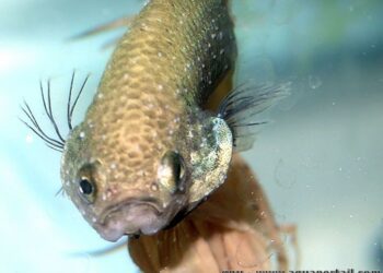 Comment meurt un combattant ?