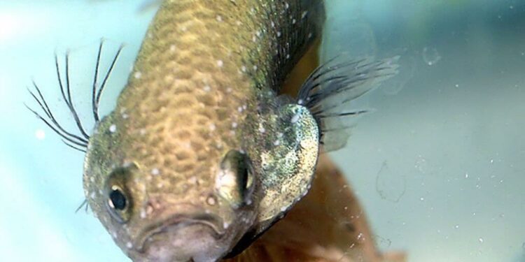 Comment meurt un combattant ?