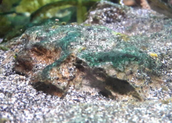 Comment ne pas avoir d'algue dans un aquarium ?